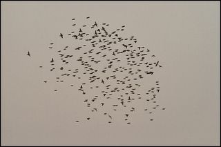 ce peu miroitant aux alouettes que nous sommes. Photo : Frédéric Bacuez 2014 01 31 10h50. Vol d'alouettes calandrelles au sud du Ndiaël. Photo par Frédéric Bacuez