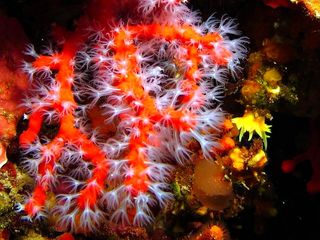 L'étincelante dérive du corail Letincelante dérive du corail (1)