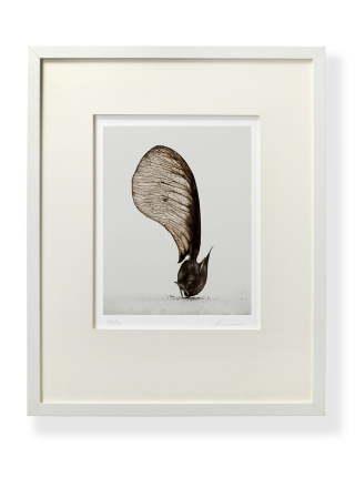 Samare-erable-prodb Samare-erable-prodb