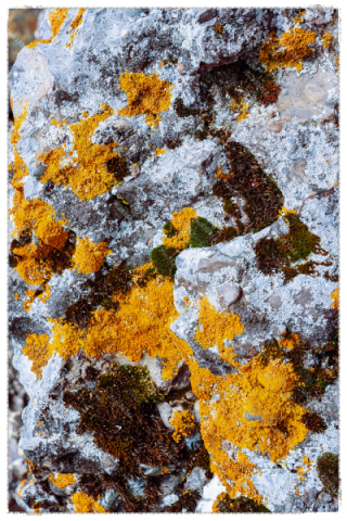 LICHEN